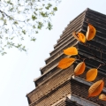建為歷保中標奎光塔物聯(lián)網(wǎng)監(jiān)測系統(tǒng)及園區(qū)無線網(wǎng)絡(luò)數(shù)字導(dǎo)覽系統(tǒng)建設(shè)采購項目
